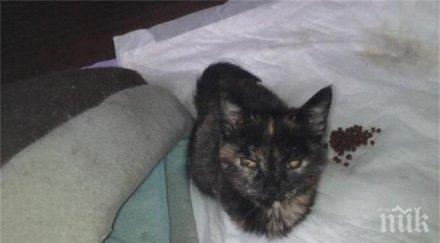 бруталният скандал разгаря изнасилвали котето химикал ануса животинчето залитало ужасяваща снимка