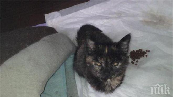 Извращение! Деца изнасилиха коте в Бургас