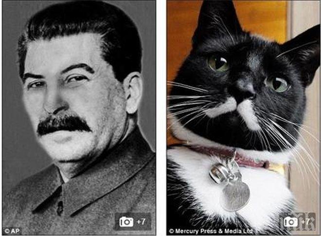 Уникално! Котка предизвика фурор в интернет, приличала на Сталин