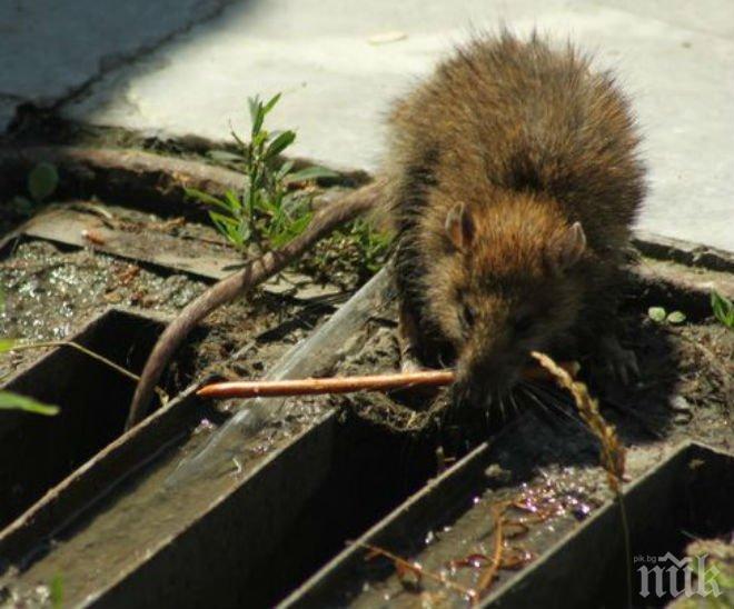 Напаст! Огромни плъхове превзеха центъра на София, хапят хора, разнасят инфекции