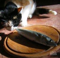 Руска котка изяде деликатеси за над 1000 евро, приеха я за член на комунистическата партия