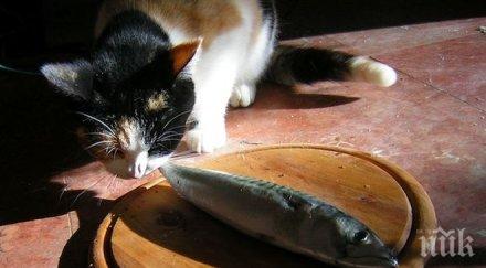 руска котка изяде деликатеси 1000 евро приеха член комунистическата партия