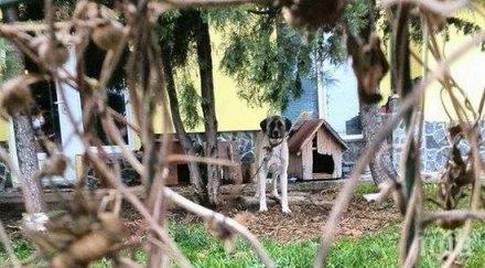 бургас пропищя килограмов кангал нахвърли дете разкъса кучето снимки