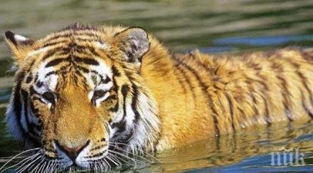 президентският тигър кузя върна русия