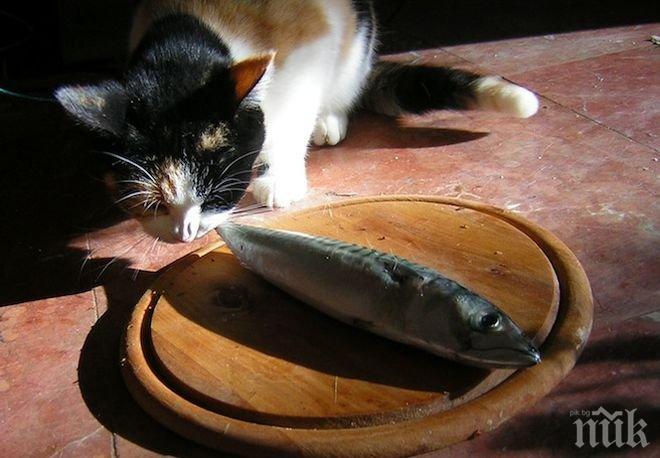 Руска котка изяде деликатеси за над 1000 евро, приеха я за член на комунистическата партия