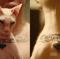 Ню Йорк забранява татуирането на домашни любимци