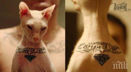 йорк забранява татуирането домашни любимци