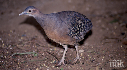 птица снася блестящи яйца сменят цвета