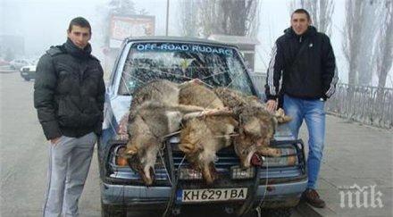 двама братя повалиха две вълчици ухажора