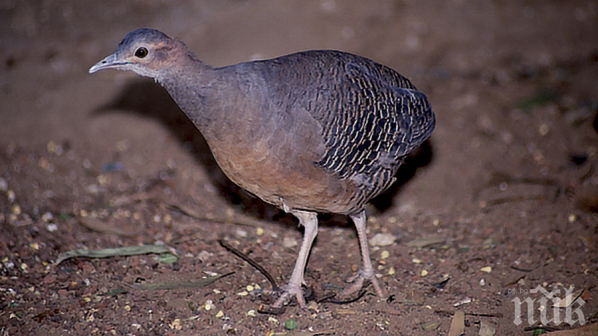 Птица снася блестящи яйца, които сменят цвета си