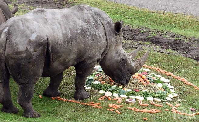 Умря последният мъжки северен бял носорог