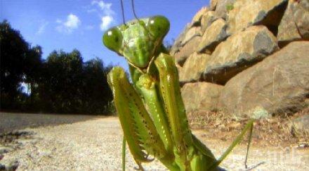 робот насекомо върви сам