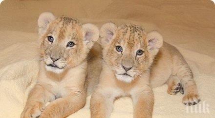 лъвчета разградския зоопарк намериха стопанин