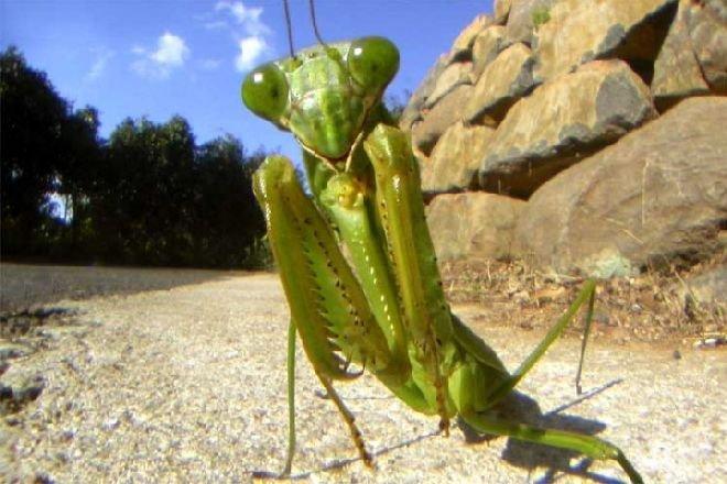 Робот като насекомо върви сам