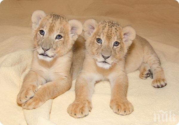 Трите лъвчета от разградския зоопарк не си намериха стопанин