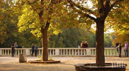 всяко дърво парка номер