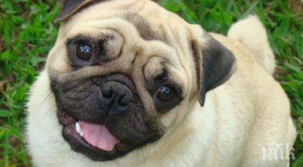 китай пуснаха ръкавици кучета