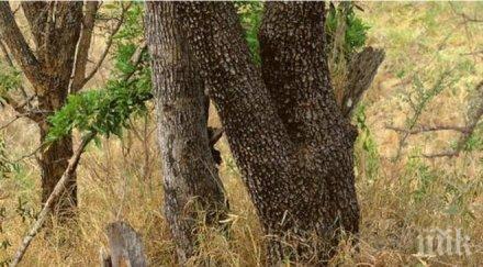 невероятна снимка крие голяма загадка разкрийте