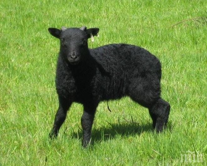 Изследване: Черната овца в семейството се появява на всеки 97 години
