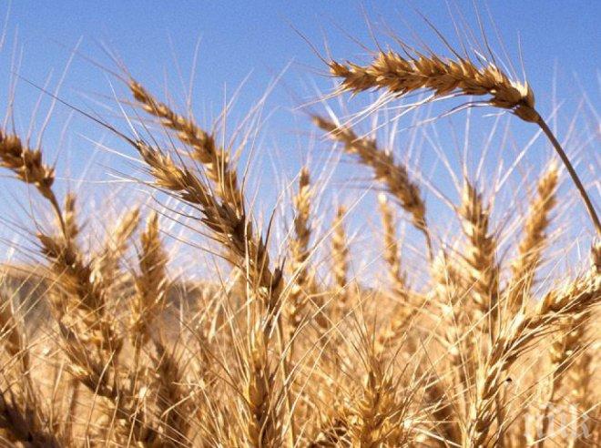Русия спира износа на зърно докато пазара не се стабилизира
