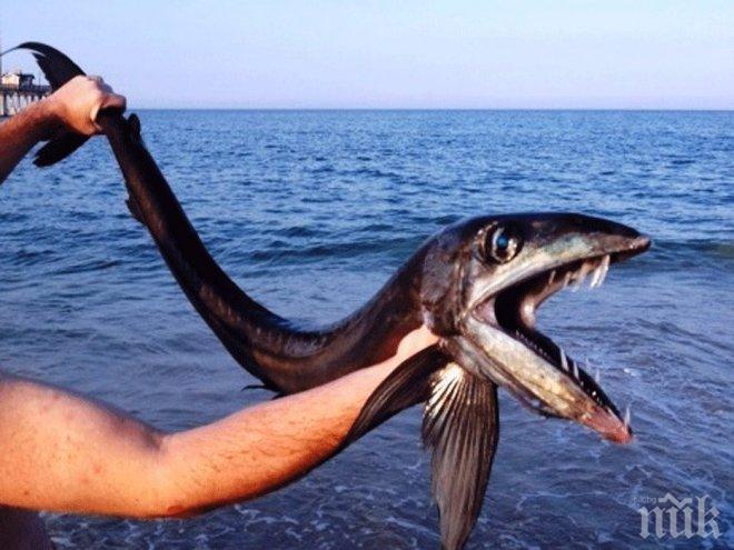Учени откриха неизвестна риба на рекордна дълбочина