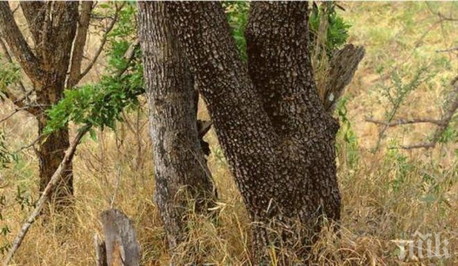 Невероятна снимка крие голяма загадка! Разкрийте я!
