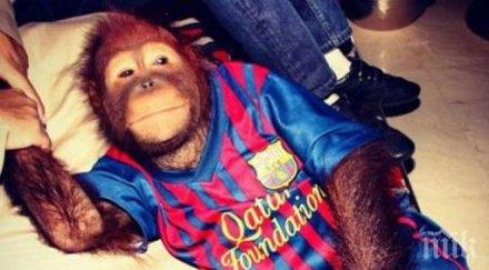 дадоха човешки права орангутан