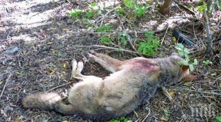 огромен вълк падна куршума ловец горите чипровци