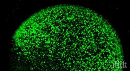 яйцеклетката сперматозоида правят заря видео