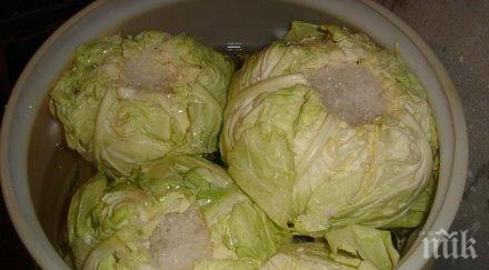 киселото зеле бори рака дебелото черво