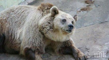 дават 250 бона спасителния център диви животни стара загора