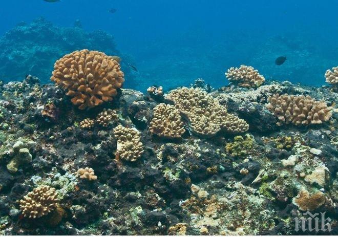 Безпрецедентно! Коралите губят цвета си заради затоплянето