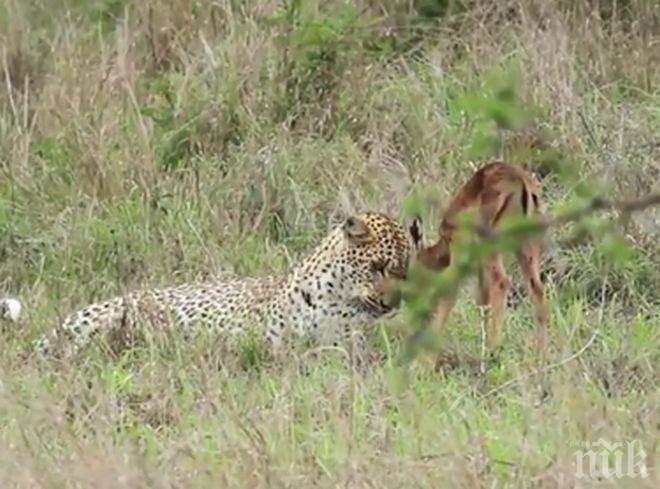 Изумително! Бебе антилопа се сприятели с леопард (видео)