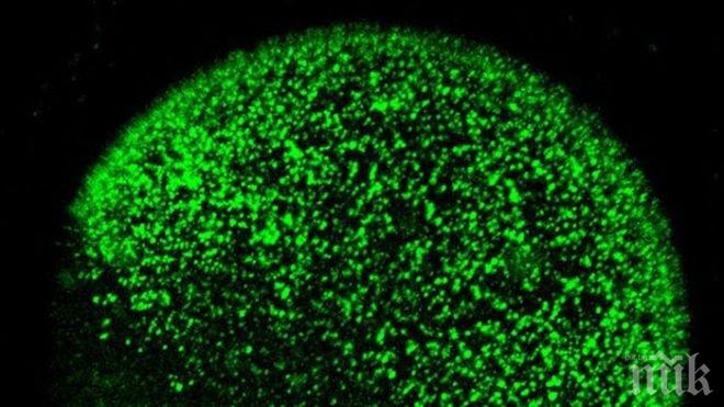 Яйцеклетката и сперматозоида правят заря (видео)