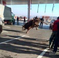 Невероятен куриоз! Разярен бик потроши бензиностанция (снимки) 