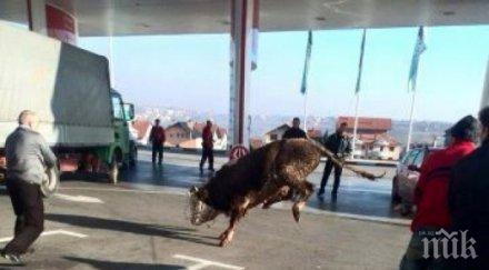 невероятен куриоз разярен бик потроши бензиностанция снимки