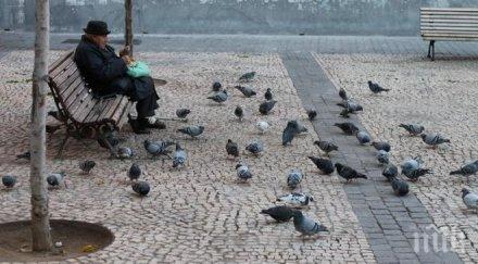 отвлякоха пощенски гълъб германия