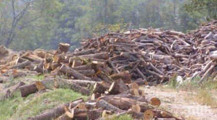 възстановяваме опожарени гори пари