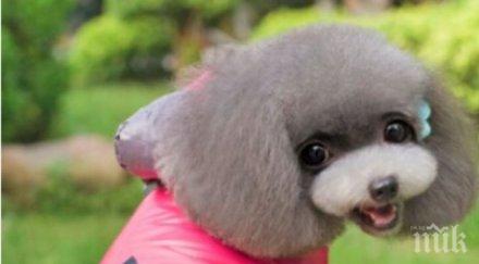 бургаски гърли обличат арманита гучита кавалита домашните любимци