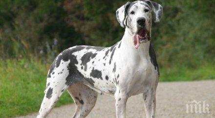 хотелите софия домашни любимци препълнени празниците