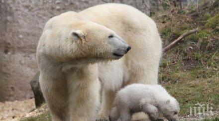 куче спаси собственика мечка американския щат флорида