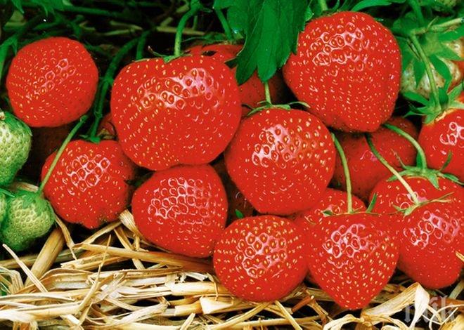 Търсят се берачи на ягоди за Испания