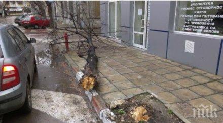 вятърът събори дърво гарата варна снимки