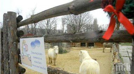 четири животни варненския зоокът станаха коледни дарове