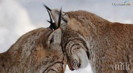 рисовете завръщат българската планина