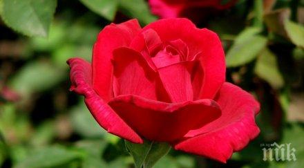 роза цъфна град септември