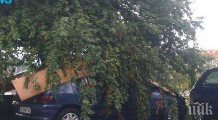 пасат натресе дърво насред враца