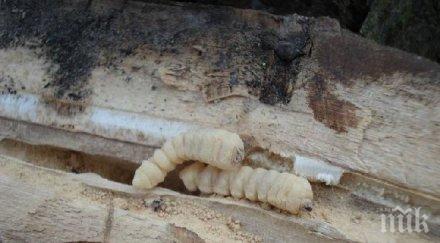 учен откри пребори дървениците 180 хил ухапвания