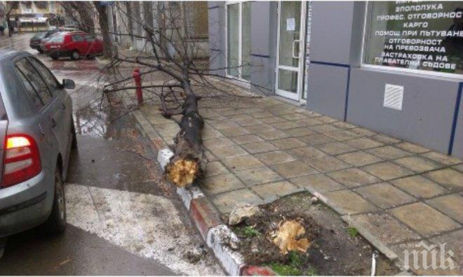 Три сигнала за паднали дървета и клони са подадени във Варна