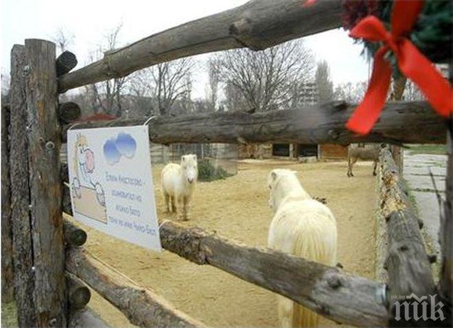 Четири животни от варненския зоокът станаха коледни дарове